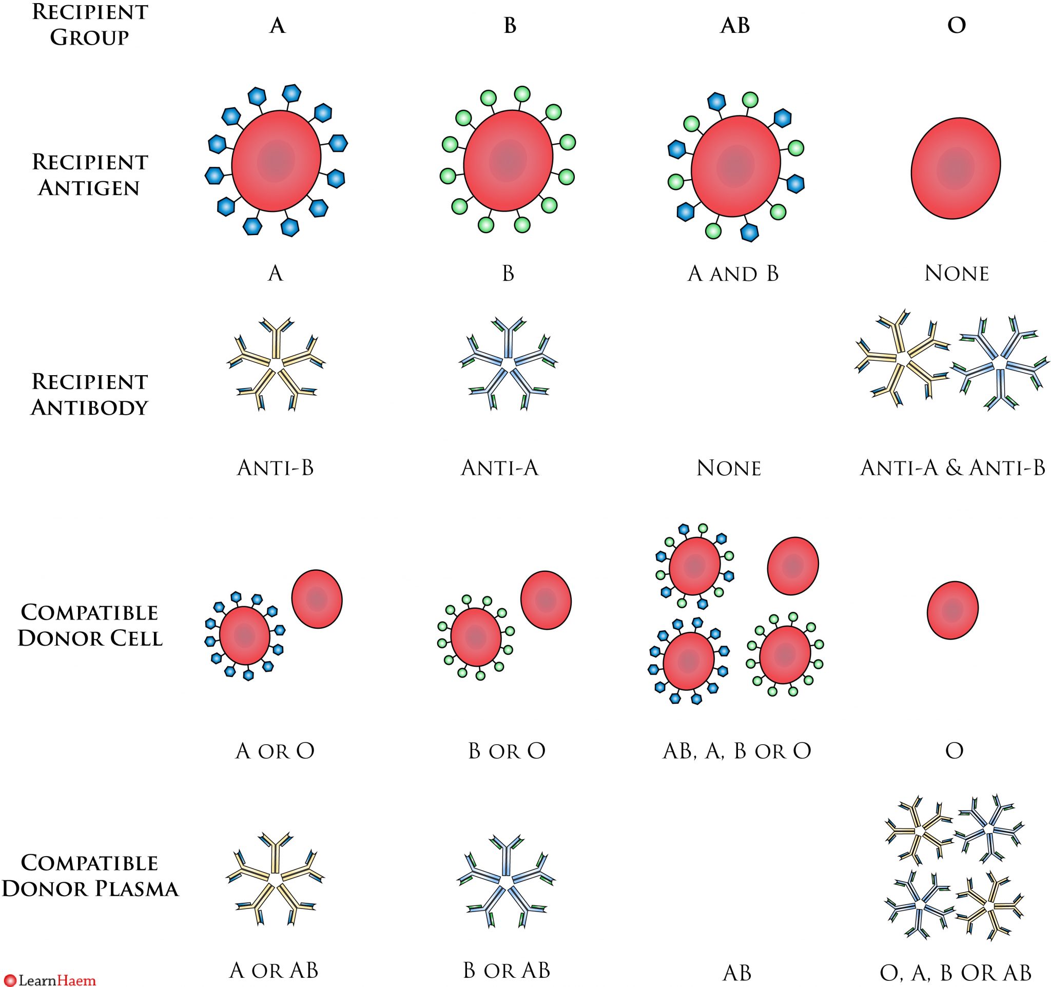 Blood Grouping LearnHaem